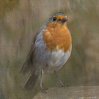 Buy canvas prints of ROBIN by Pam Perry