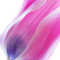 Buy canvas prints of                         TULIP        by Pam Perry