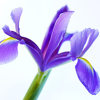Buy canvas prints of Iris softness by Pam Perry
