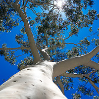 Buy canvas prints of Bare Australian Gum Tree by Richard Zalan