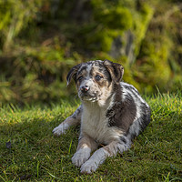 Buy canvas prints of Welsh Sheepdog puppy 1 by Sorcha Lewis