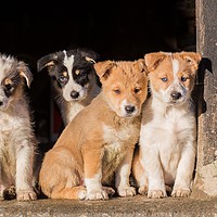 Buy canvas prints of Beardie Collie Cross puppies watching the farmyard by Sorcha Lewis