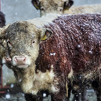 Buy canvas prints of Hereford Heifer Calf in a Welsh Mountain Snowstorm by Sorcha Lewis