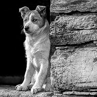 Buy canvas prints of Skye the working sheepdog puppy in Black and white by Sorcha Lewis