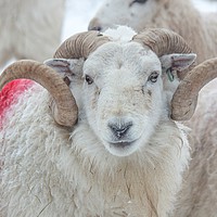 Buy canvas prints of Welsh Mountain Hill Tup by Sorcha Lewis
