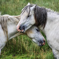 Buy canvas prints of Lean on me - Welsh Mountain Hill ponies by Sorcha Lewis