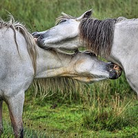 Buy canvas prints of Mutual gain - Welsh Mountain hill ponies by Sorcha Lewis