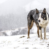 Buy canvas prints of Taff snow dog by Sorcha Lewis