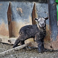 Buy canvas prints of Herdwick Lamb by tractor by Sorcha Lewis