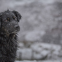 Buy canvas prints of White on black - Jim in a snow flurry. by Sorcha Lewis