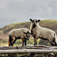 Buy canvas prints of Badger Faced Welsh Mountain lambs by Sorcha Lewis