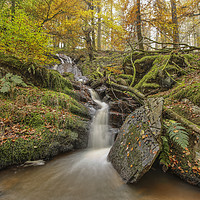 Buy canvas prints of Nant Gwyllt Waterfall Autumn touches, Elan Valley by Sorcha Lewis