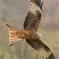 Buy canvas prints of Welsh Red Kite  by Sorcha Lewis