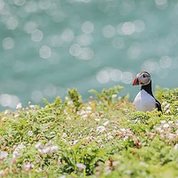Buy canvas prints of Puffin around by Sorcha Lewis