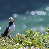 Buy canvas prints of Puffin in white Campion, Skomer by Sorcha Lewis