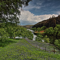 Buy canvas prints of Bluebell Meadow to Penygarreg Dam by Sorcha Lewis