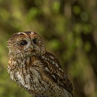 Buy canvas prints of Tawny Owl  by Sorcha Lewis