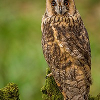 Buy canvas prints of Long Eared Owl by Sorcha Lewis