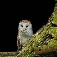 Buy canvas prints of Welsh Barn Owl by Sorcha Lewis