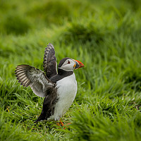 Buy canvas prints of Puffins on Skomer by Sorcha Lewis