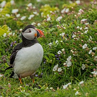 Buy canvas prints of Puffin and confetti by Sorcha Lewis