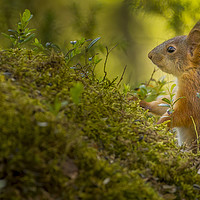 Buy canvas prints of Red Squirrel in the Forest light by Sorcha Lewis