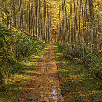 Buy canvas prints of Mystical Elan Valley Woodland track by Sorcha Lewis