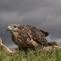 Buy canvas prints of Buzzard on rabbit in Mis Wales by Sorcha Lewis