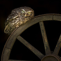 Buy canvas prints of Little Owl Athene noctua Wales by Sorcha Lewis