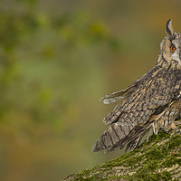 Buy canvas prints of Long Eared Owl in Autumn splendor by Sorcha Lewis