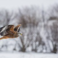 Buy canvas prints of Red Kite in the winters grasp by Sorcha Lewis