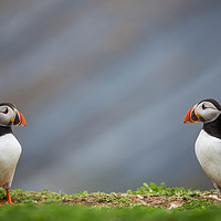 Buy canvas prints of Puffin bookends by Sorcha Lewis