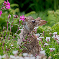 Buy canvas prints of Wild Rabbit in the Red Campion by Sorcha Lewis