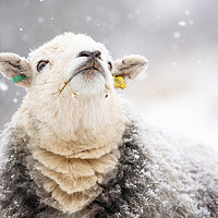 Buy canvas prints of Catching Snowflakes - Herdwick Sheep by Sorcha Lewis