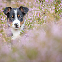Buy canvas prints of Betty Collie in Heather by Sorcha Lewis