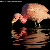 Buy canvas prints of Flamingo pink by Sorcha Lewis