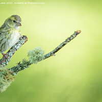 Buy canvas prints of Siskin green by Sorcha Lewis