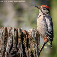 Buy canvas prints of Great spotted woodpecker Juvenile  by Sorcha Lewis