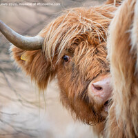 Buy canvas prints of Highland cow in the uplands Wales by Sorcha Lewis