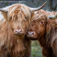 Buy canvas prints of Highland lasses cwtch by Sorcha Lewis