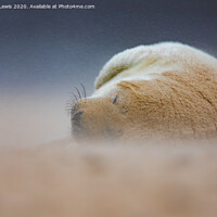Buy canvas prints of Seal in a sandstorm by Sorcha Lewis