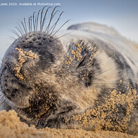 Buy canvas prints of Sleepy Seal pup by Sorcha Lewis