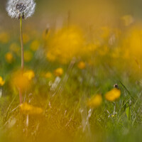Buy canvas prints of Dandylion and buttercups by Sorcha Lewis