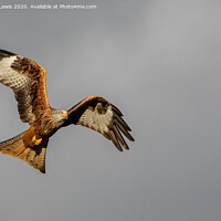 Buy canvas prints of red kite by Sorcha Lewis