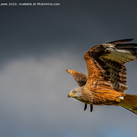 Buy canvas prints of Red kite in flight by Sorcha Lewis