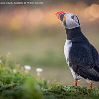 Buy canvas prints of Puffin on fire by Sorcha Lewis