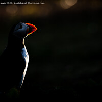 Buy canvas prints of Puffin silhouette  by Sorcha Lewis
