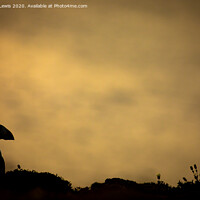 Buy canvas prints of Puffin silhouette  by Sorcha Lewis