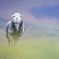 Buy canvas prints of Happy Herdwick sheep standing on the hill by Sorcha Lewis