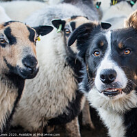 Buy canvas prints of Merlin the working sheepdog by Sorcha Lewis